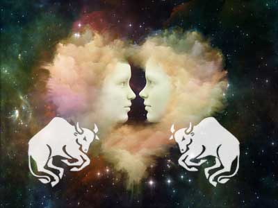 stier-stier Stier mit Stier